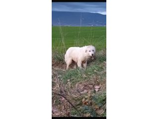 ADOZIONE URGENTISSIMA VIVE IN STRADA, CUCCIOLO IN ADOZIONE