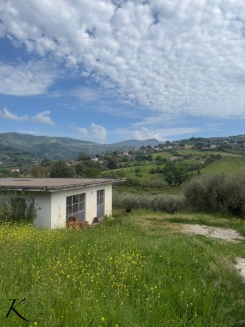 Laureana Cilento – terreno agricolo con 400 piante di ulivo - Foto 5