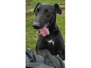 CANE IN ADOZIONE: AARON