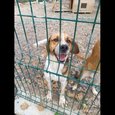 BENNY LA DOLCEZZA, CAGNOLINO BEAGLE ADOZIONE - Foto 6