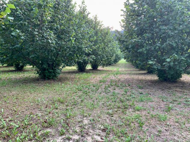 Agricolo in vendita a Dogliani - Foto 8