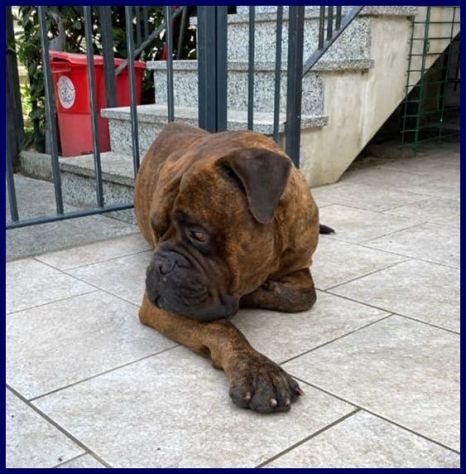 BEN 7-8anni Bull-mastiff meraviglioso con le persone! - Foto 2