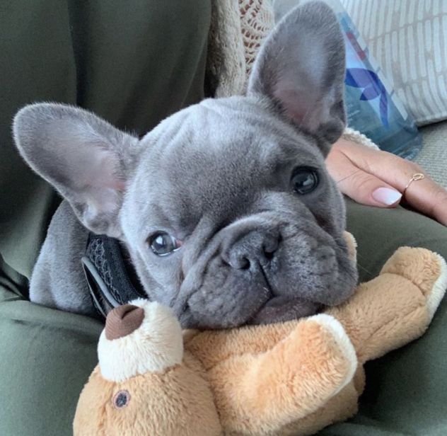 BULLDOG FRANCESE - BOULEDOGUE FRANCESE cuccioli - Foto 2