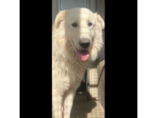 OWELL alla ricerca della libertà, CANE IN ADOZIONE