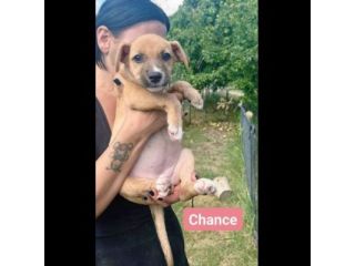CHANCE e BONHEUR DELIZIOSI CUCCIOLI IN ADOZIONE