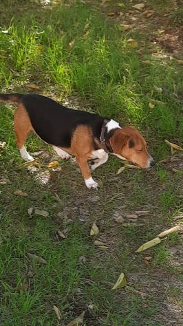 Bruno mix beagle e bassotto - Foto 2