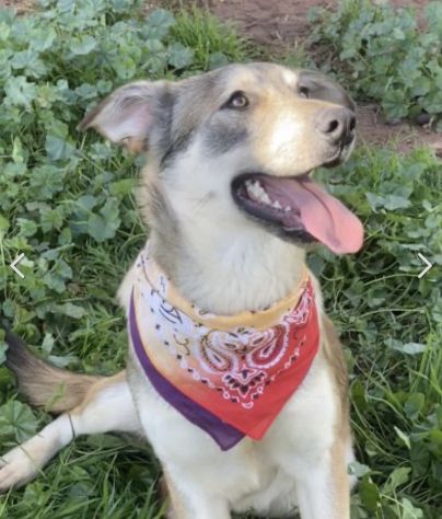 Teseo cucciolo di 1 anno cresciuto in canile - Foto 5