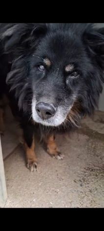 NATALINO 12 ANNI TAGLIA MEDIA CIECO IN CANILE
