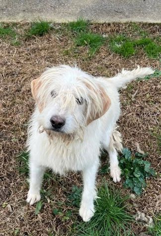 Zuccherofilato - Foto 2