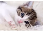 AMANTI ANIMALI