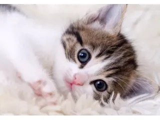 AMANTI ANIMALI