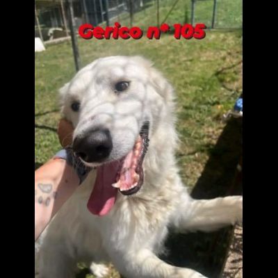 GERICO UNA MERAVIGLIA IN GABBIA CANE IN ADOZIONE - Foto 3