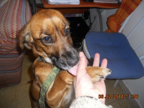 NATALINA, dolcissima cagnolina - Foto 3