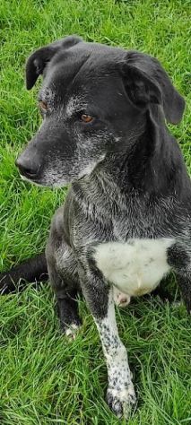 CANE IN ADOZIONE: ZEUS - Foto 4