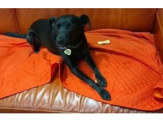 Billy: taglia contenuta, dolce e socievole