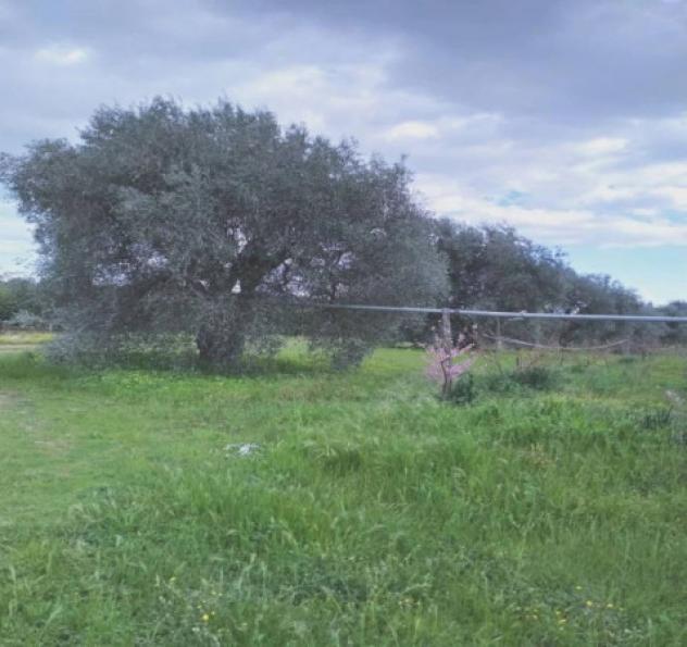 Immobile in asta di 35921 m² in vendita a Scanzano Jonico - Foto 2