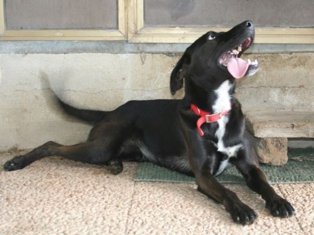 ROBY, cucciolotto dagli occhi di velluto - Foto 2