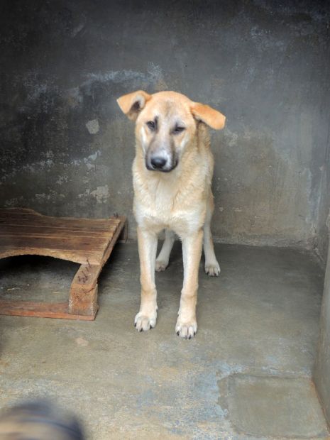 PARIDE, adozione per un cane speciale - Foto 3
