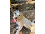 Nano cucciolo incrocio Golden Labrador