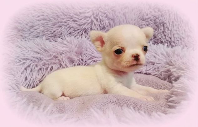 Dolcissimi chihuahua pedigree enci