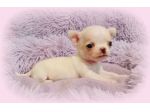 Dolcissimi chihuahua pedigree enci