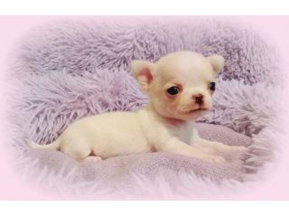 Dolcissimi chihuahua pedigree enci