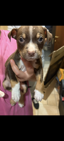 cuccioli di pitbull - Foto 3