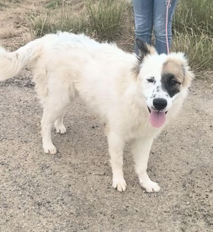 ROCCO un dolcissimo cagnolino in adozione cerca la sua famiglia per sempre - Foto 9