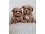 MALTIPO - MALTIPOO CUCCIOLI ALBICOCCA  - pagamento a rate