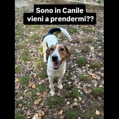 GENEVIEVE E GERALDINE 15 KG PER DUE, DALLA STRADA AL CANILE ADOZIONE - Foto 7