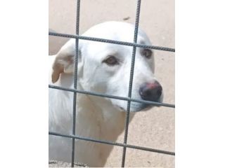 NICOLAS, occhi che strappano l'anima, cane in adozione