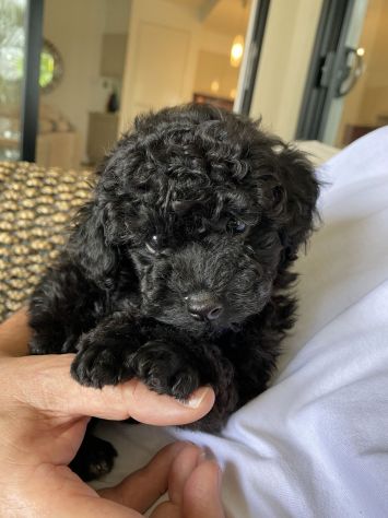BARBONCINO TOY - BARBONCINI NANI NERI CUCCIOLI- da 60 euro al mese - Foto 2