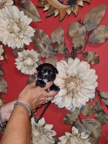 Cucciolo di Chihuahua toy