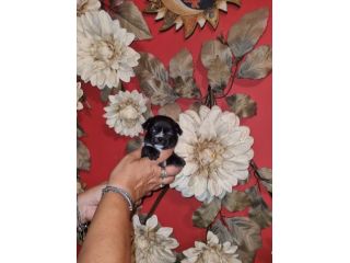 Cucciolo di Chihuahua toy