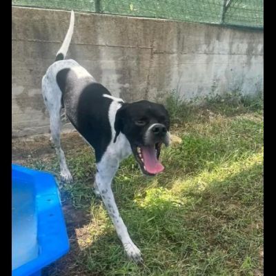 QUASAR POINTER AFFETTUOSO CANE IN ADOZIONE - Foto 4