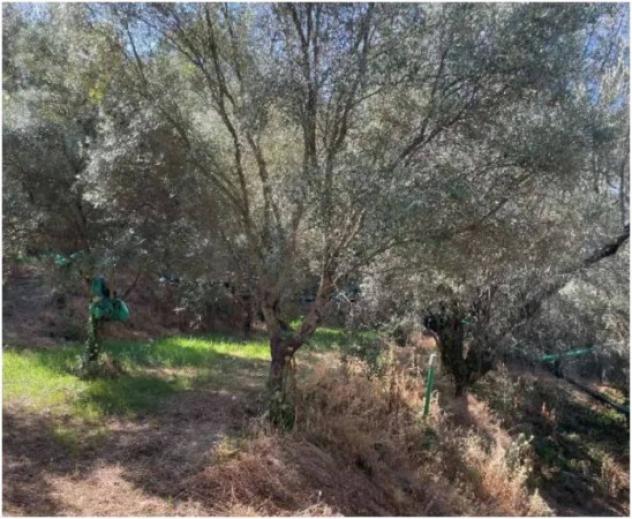 Immobile in asta di 62700 m² in vendita a Galatro - Foto 7