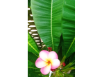 PIANTA Plumeria (Frangipani)