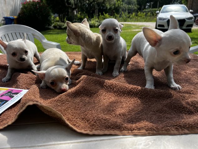 Cuccioli di Chihuahua Toy - Foto 7