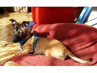 MAX, cucciolotto incrocio Jack Russell