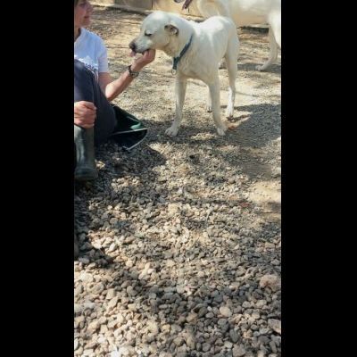 CALI' CAGNOLINO IN ADOZIONE - Foto 2
