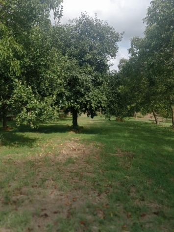 AMPIO TERRENO DI 8.000 MQ CON CASOLARE DA RISTRUTTURARE - Foto 3