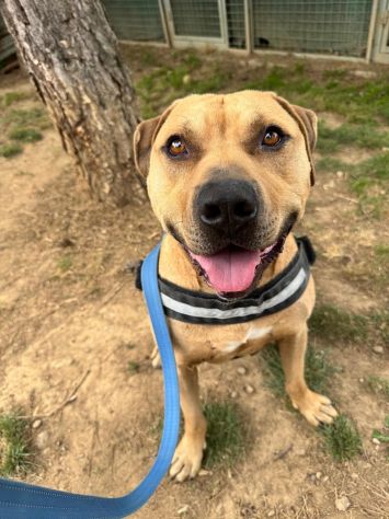 PITBULL, PIO, 6 ANNI CIRCA, SALVATO DA SITUAZIONE DI MALTRATTAMENTO - Foto 2