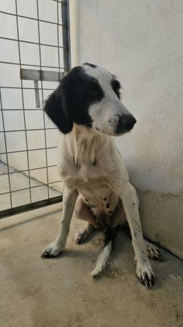 Guendalina: 2 anni taglia contenuta, socievole - Foto 7