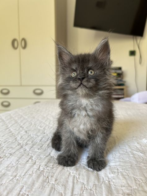 Maine Coon cucciolo pedigree ANFI - Foto 5