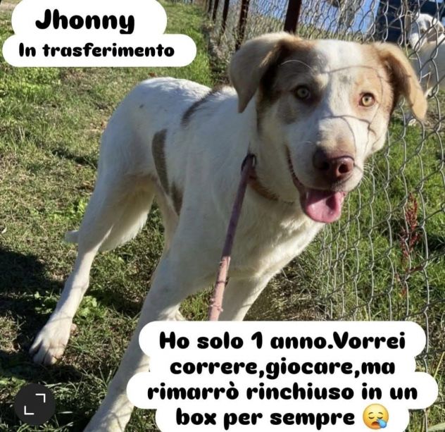 JHONNY rimarrà recluso a vita, ha solo 1 anno. Cane in adozione