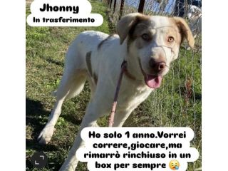 JHONNY rimarrà recluso a vita, ha solo 1 anno. Cane in adozione