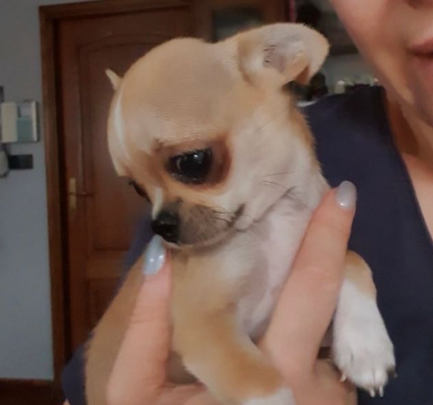 Chihuahua toy pedigree - Foto 5