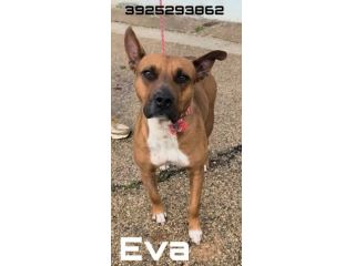Eva una dolcissima cagnolina amstaff cerca una casa con un amorevole famiglia