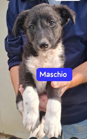 CUCCIOLI 2 MESI taglia media - Foto 5