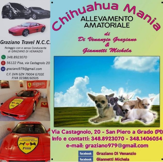 CHIHUAHUA PELO CORTO E LUNGO NO SMS SOLO CHIAMATE